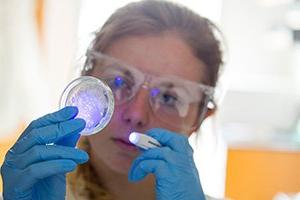 student shining light into a petri dish