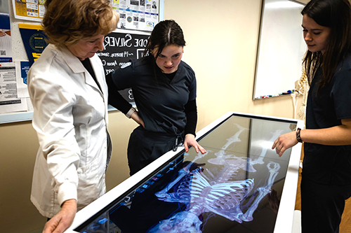 Nursing students examine skeleton projection